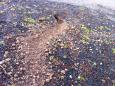 IMG-20170315-WA0009