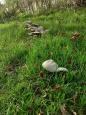 IMG-20211027-WA0000.jpg