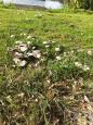 IMG-20211027-WA0001.jpg