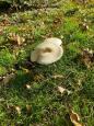 IMG-20211027-WA0005.jpg