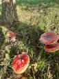 IMG-20211027-WA0006.jpg